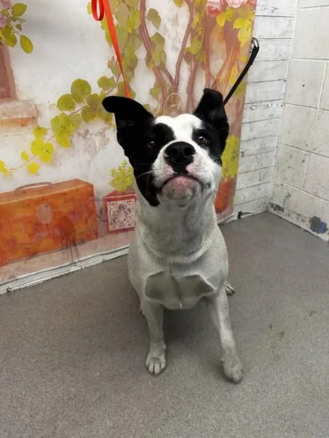 A young large-sized male Pit Bull Terrier dog named Chavo for adoption in San Bernardino, CA
