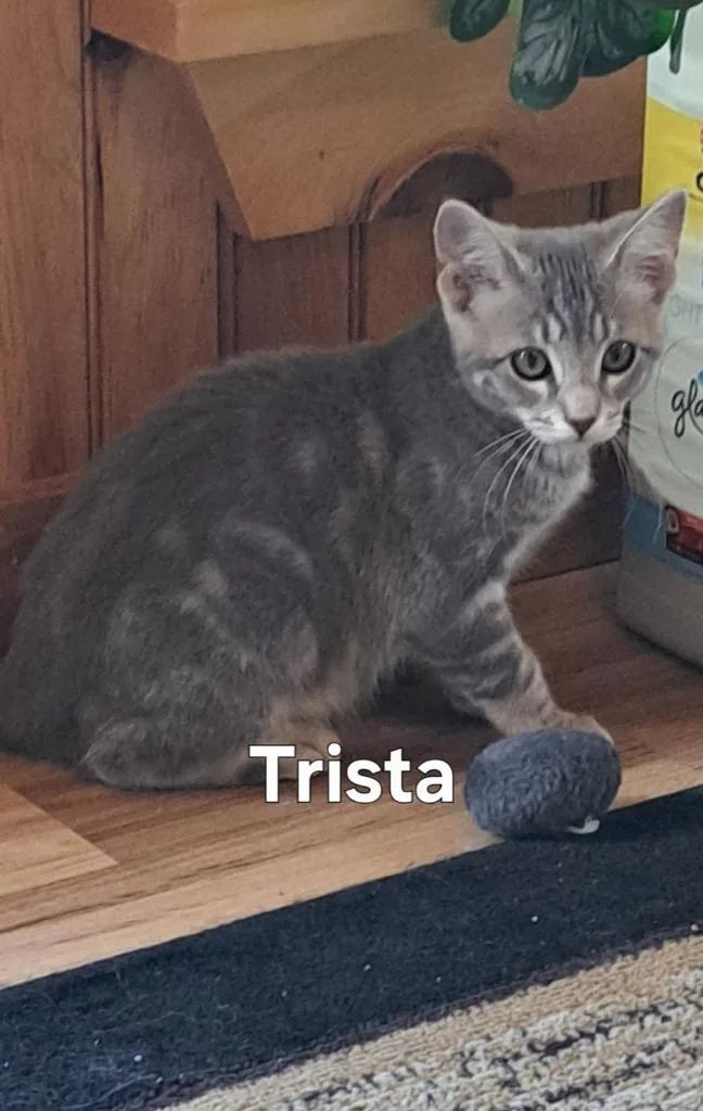 A baby small-sized female Domestic Short Hair cat named Trista for adoption in Plattsburgh, NY