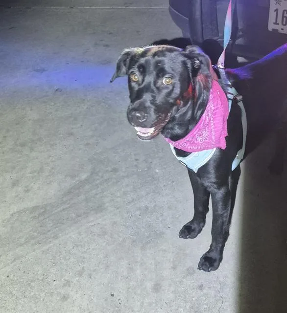 A young large-sized male Labrador Retriever dog named Sebastian for adoption in San Antonio, TX