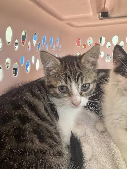 A baby small-sized female Domestic Short Hair cat named Isis for adoption in West Chester, PA