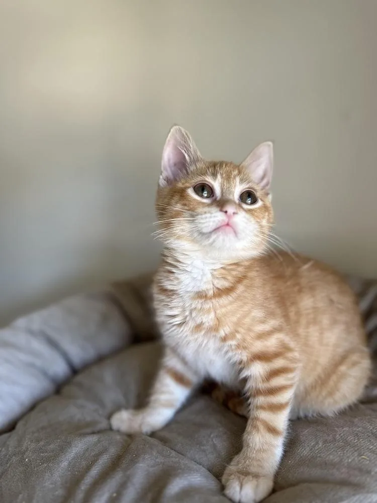 A baby small-sized female Orange & White Domestic Short Hair cat named Calavera for adoption in Chicago, IL