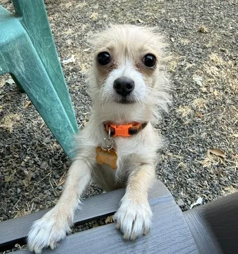 An adult small-sized female Terrier dog named Piper for adoption in Santa Rosa, CA