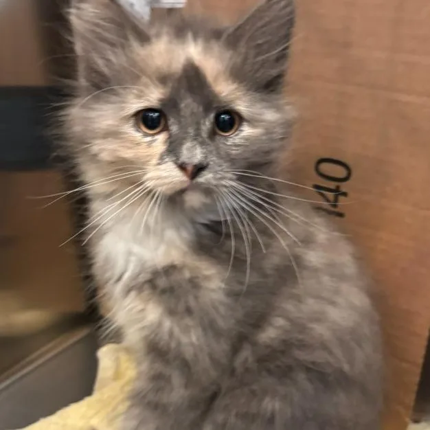 A baby small-sized female Dilute Calico Domestic Long Hair cat named Reya for adoption in Topsham, ME