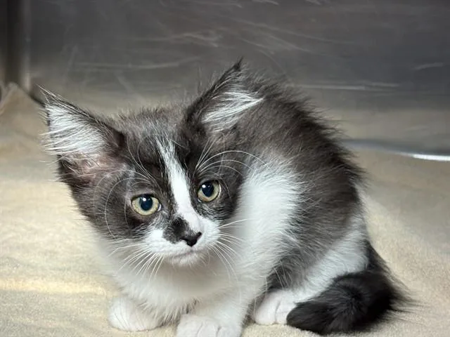 A baby small-sized female Domestic Short Hair cat named Lillian for adoption in Rancho Cucamonga, CA