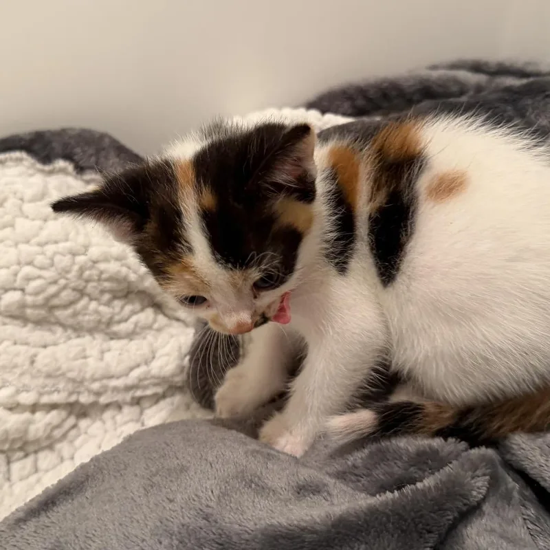 A baby small-sized female Calico Domestic Short Hair cat named Honey for adoption in Long Beach, CA
