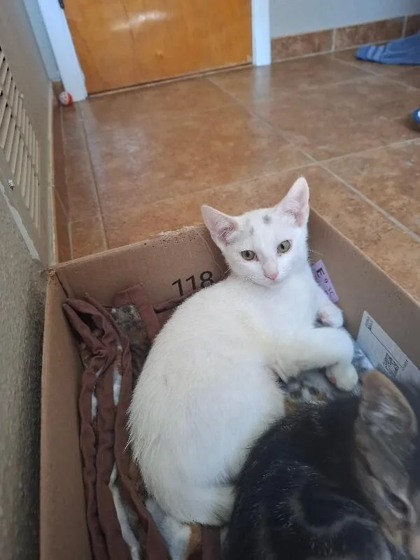A young medium-sized female White Domestic Short Hair cat named Gabby for adoption in Fort Collins, CO