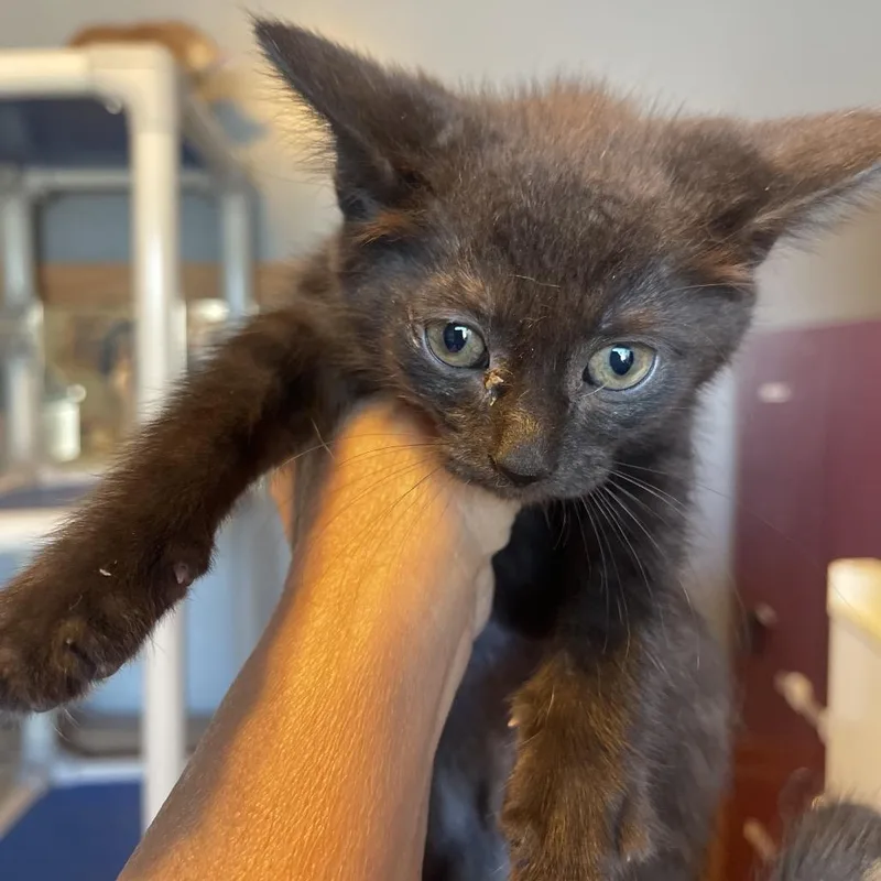 A baby small-sized female Black Domestic Short Hair cat named Sarah for adoption in Marion, IL