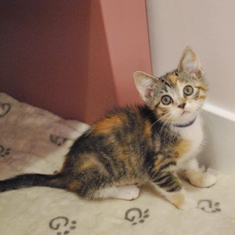 A baby small-sized female Calico Domestic Short Hair cat named Lea for adoption in Forest Park, IL