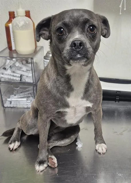 A young small-sized female Pug dog named Sparkles for adoption in Bakersfield, CA
