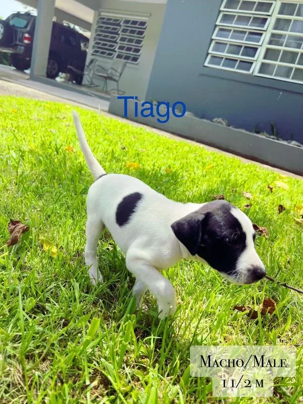 Tiago