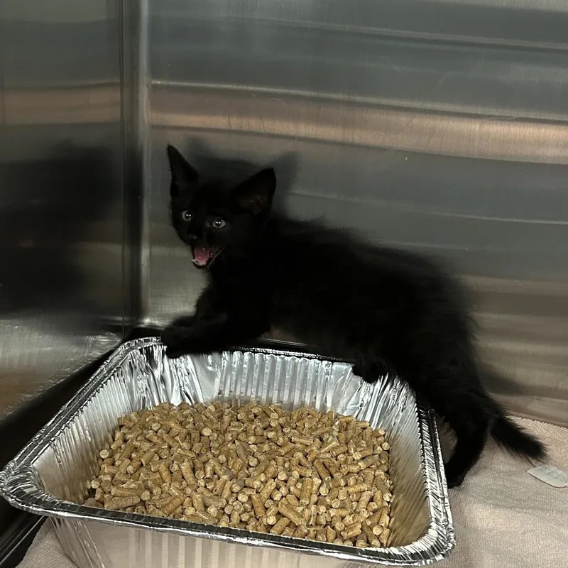 A baby small-sized male Black Domestic Short Hair cat named Cheez Its for adoption in Greensboro, NC