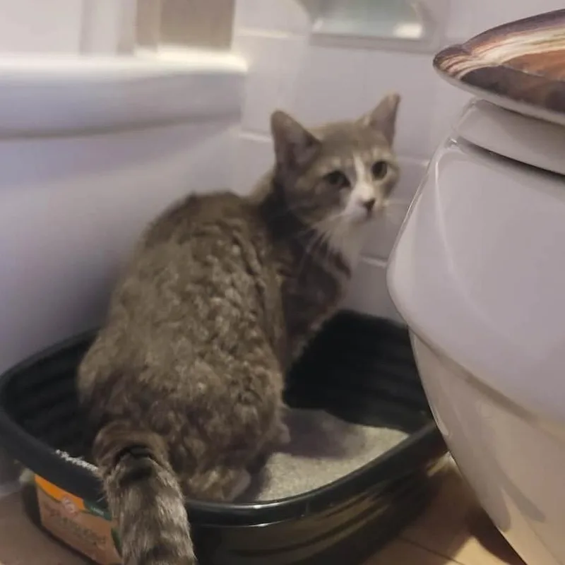 An adult large-sized male Gray / Blue / Silver Domestic Short Hair cat named Rocket for adoption in Manheim, PA