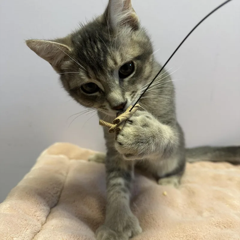 A baby large-sized male Domestic Short Hair cat named Maverick for adoption in Exeter, RI