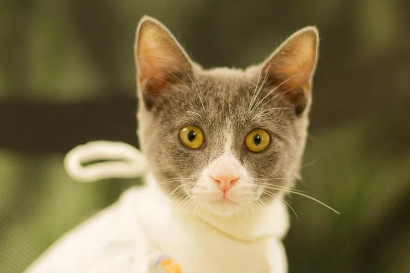 A baby medium-sized female Domestic Short Hair cat named Pebble for adoption in Hot Springs, AR