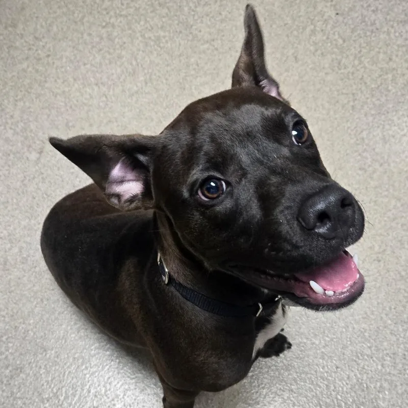 A young medium-sized female Black Mixed Breed dog named Twyla for adoption in Brookfield, WI