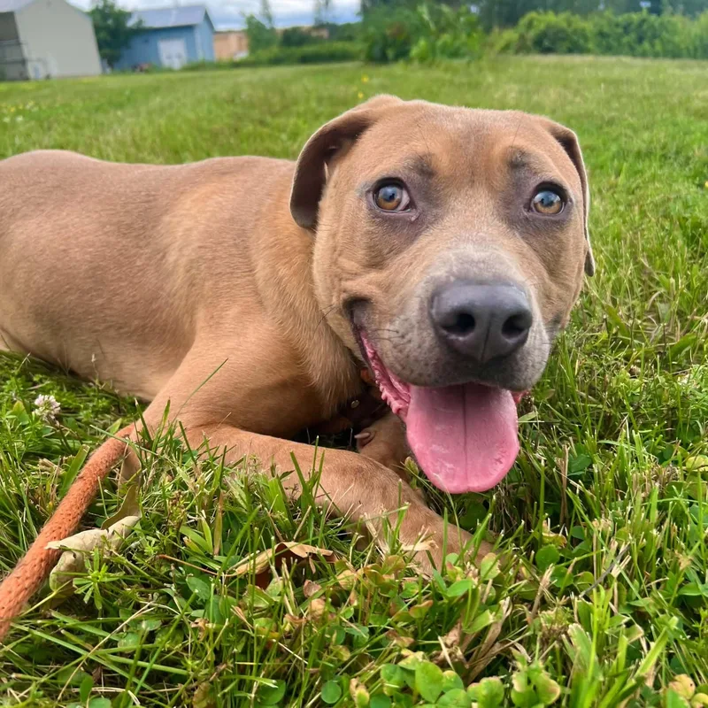 A young medium-sized male Golden Black Mouth Cur dog named Jim for adoption in Williston, VT