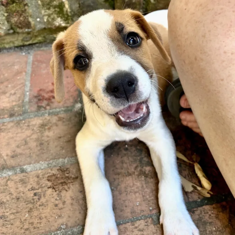 A baby medium-sized female Bicolor Beagle dog named Missy for adoption in Cordova, TN