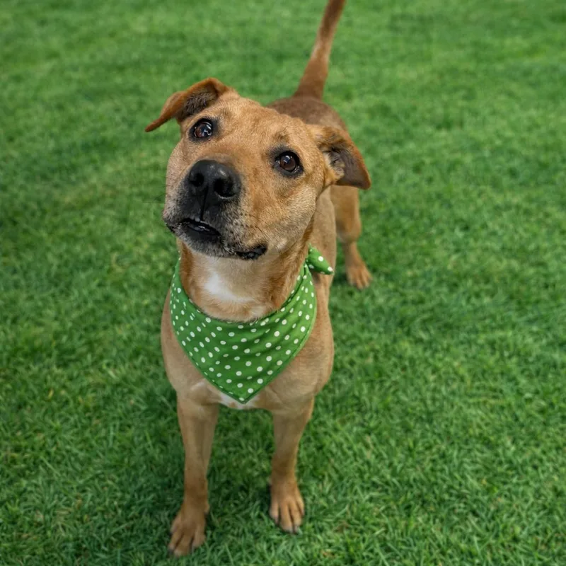 An adult medium-sized male Yellow / Tan / Blond / Fawn Labrador Retriever dog named Smokey for adoption in Binghamton, NY