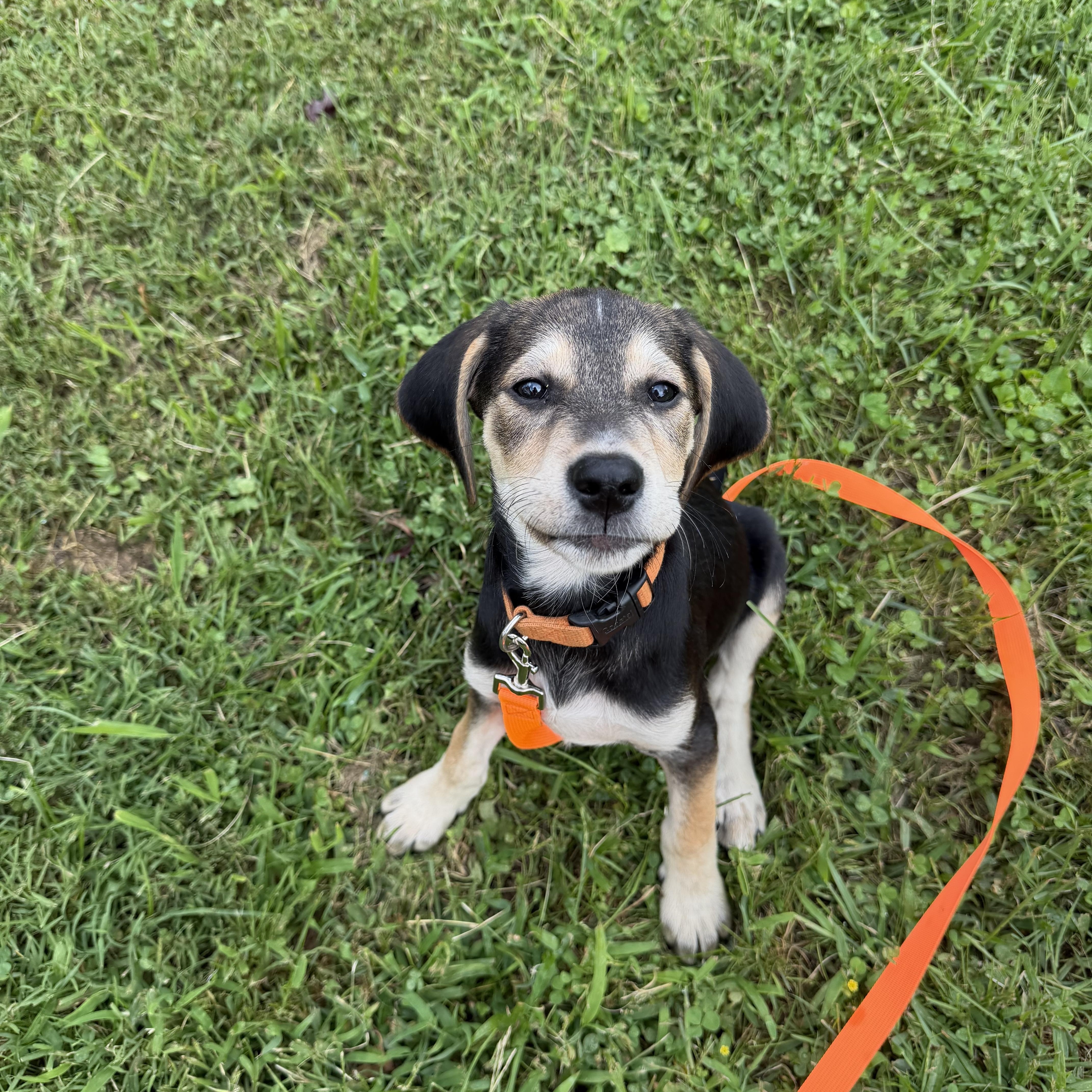A baby medium-sized male Black Hound dog named Snickers for adoption in Columbia, MD