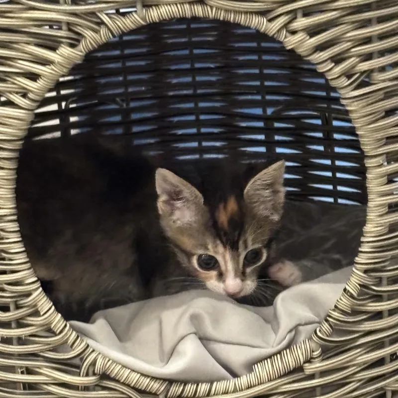 A baby small-sized female Calico Domestic Short Hair cat named Goldie for adoption in Los Angeles, CA