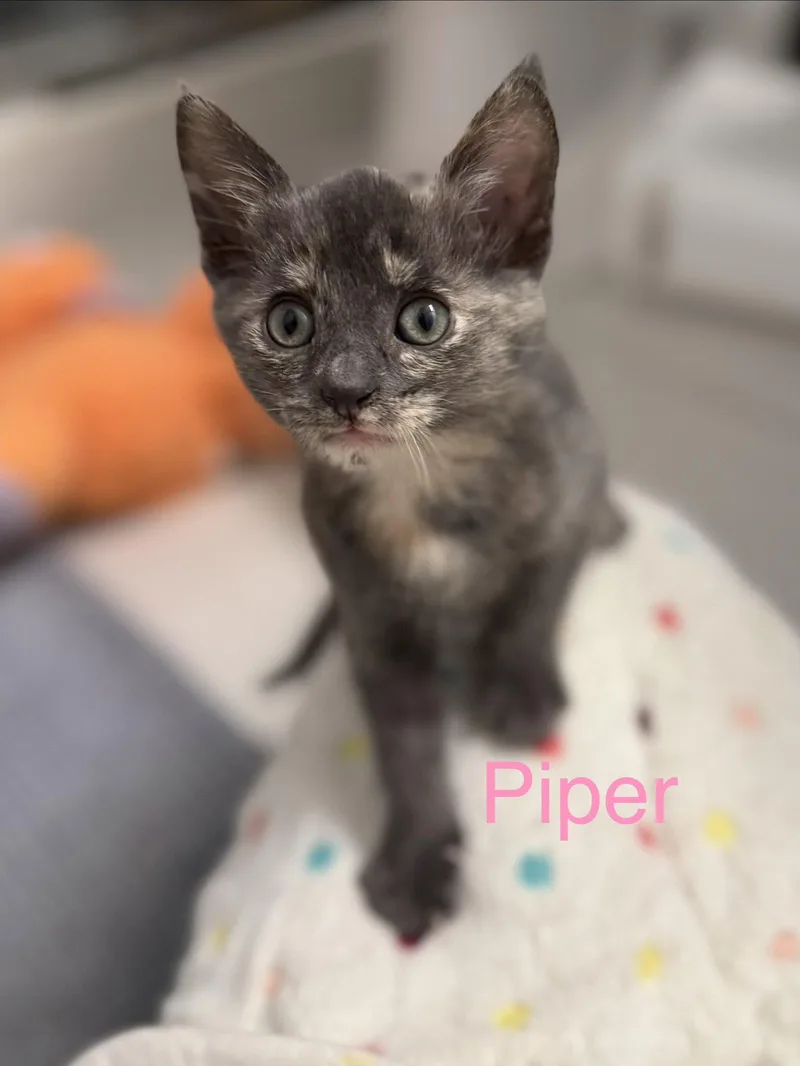 A young medium-sized female Domestic Short Hair cat named Piper for adoption in Scottsdale, AZ