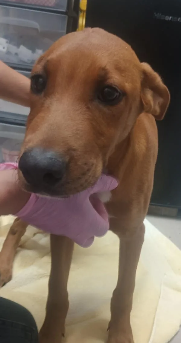 A baby large-sized female Hound dog named Butter for adoption in El Cajon, CA