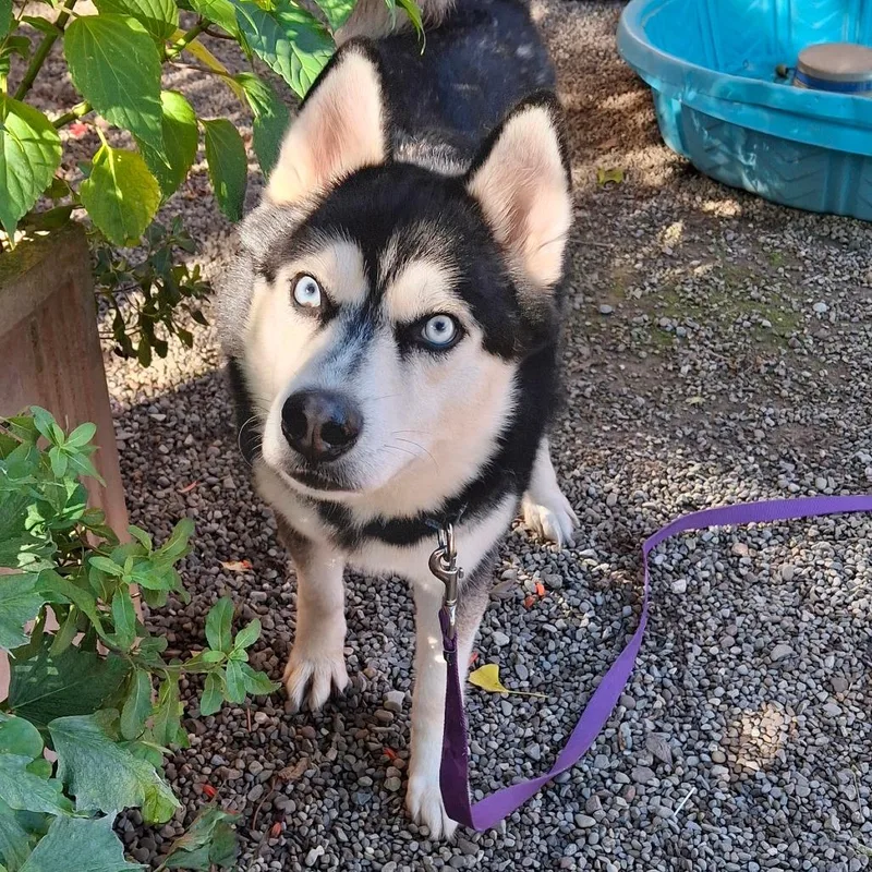 An adult medium-sized male Husky dog named Harlow for adoption in Fairport, NY