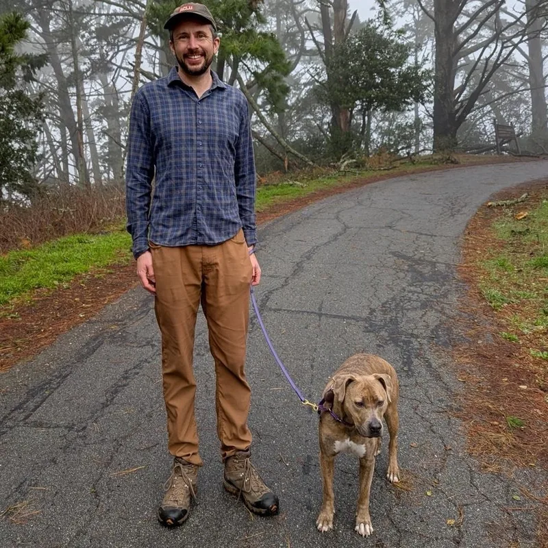 An adult medium-sized female Brindle Pit Bull Terrier dog named Oakley for adoption in Berkeley, CA