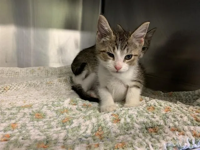 A baby small-sized male Domestic Short Hair cat named Feta Cheese for adoption in Grand Prairie, TX