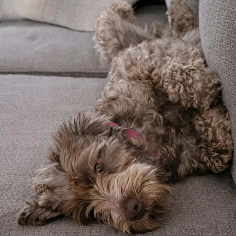 A young medium-sized female Brown / Chocolate Labradoodle dog named CaliLyn for adoption in Brockport, NY