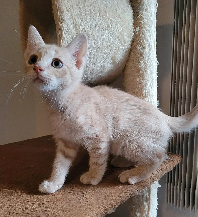 A baby medium-sized male Orange / Red Domestic Short Hair cat named Cashew for adoption in Whitehall, PA