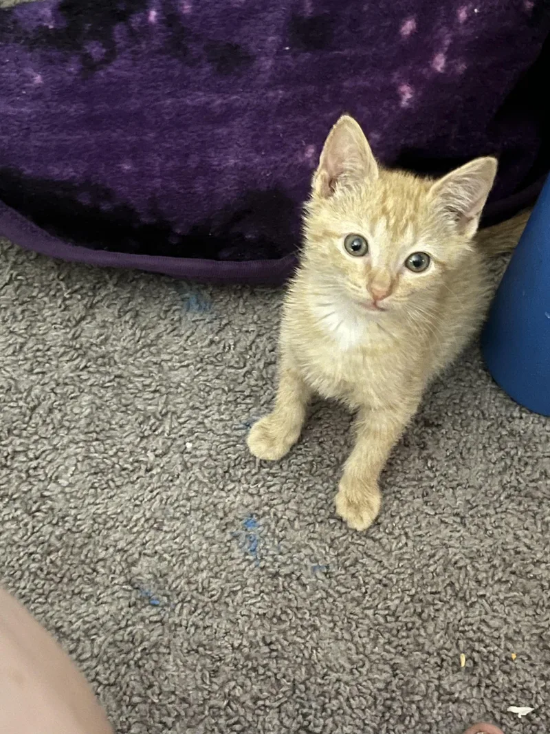 A baby medium-sized female Orange & White Domestic Short Hair cat named Honey for adoption in Grifton, NC