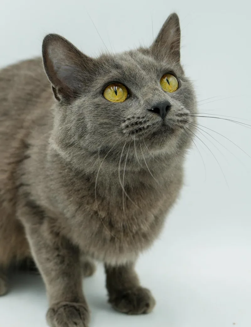 Peach Is Definitely Purrfect! thumbnail 2