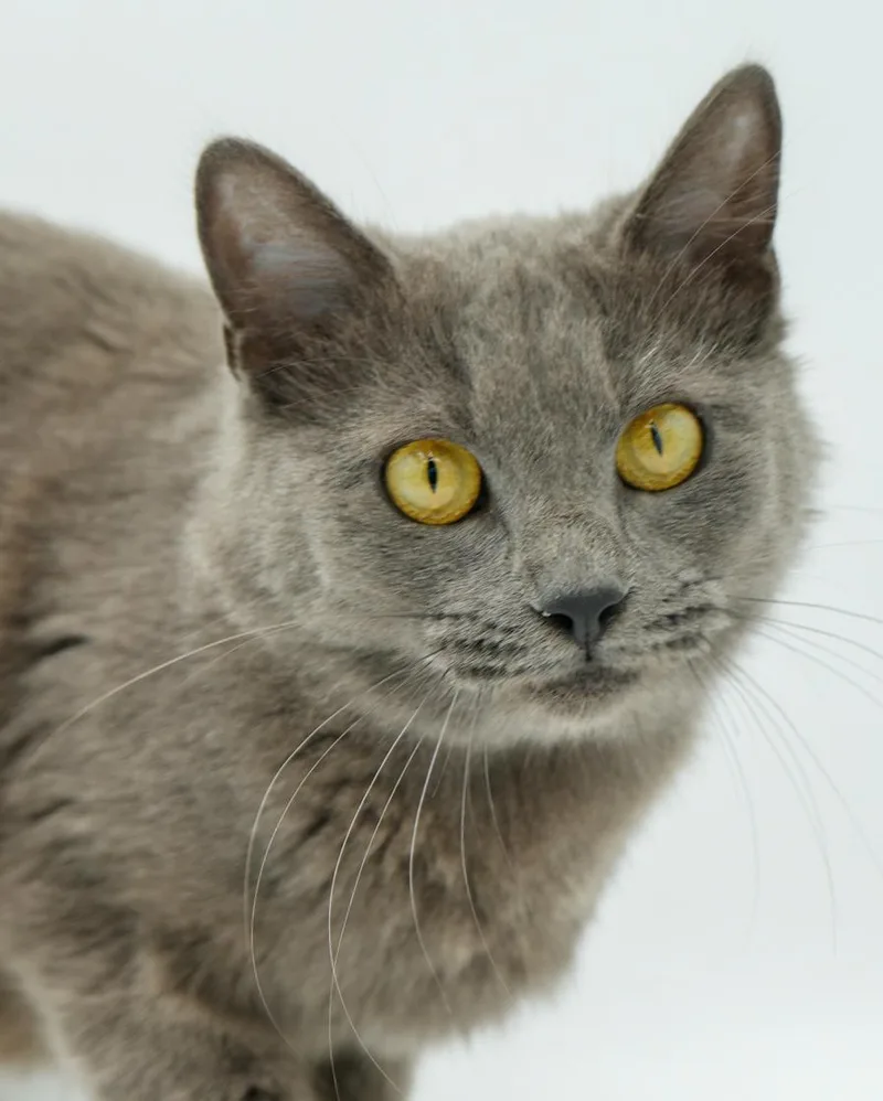 Peach Is Definitely Purrfect! thumbnail 4