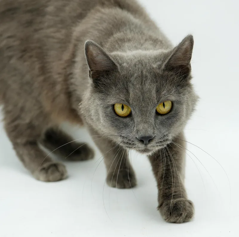 Peach Is Definitely Purrfect! thumbnail 6