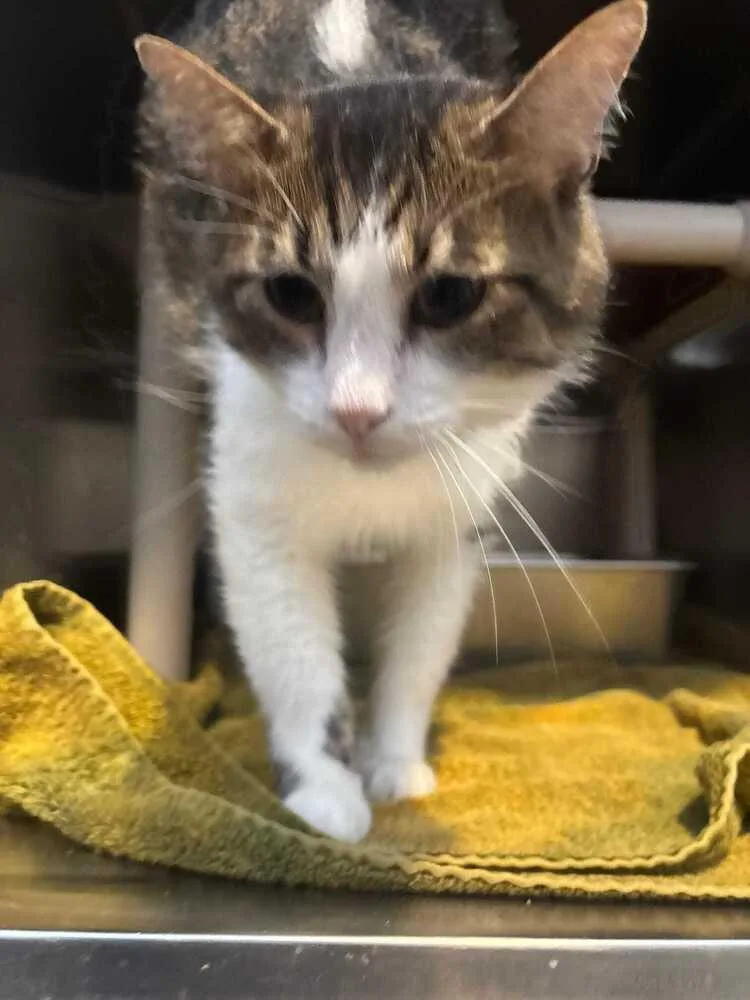 A young medium-sized male Domestic Medium Hair cat named Fitzgerald for adoption in Wheaton, IL