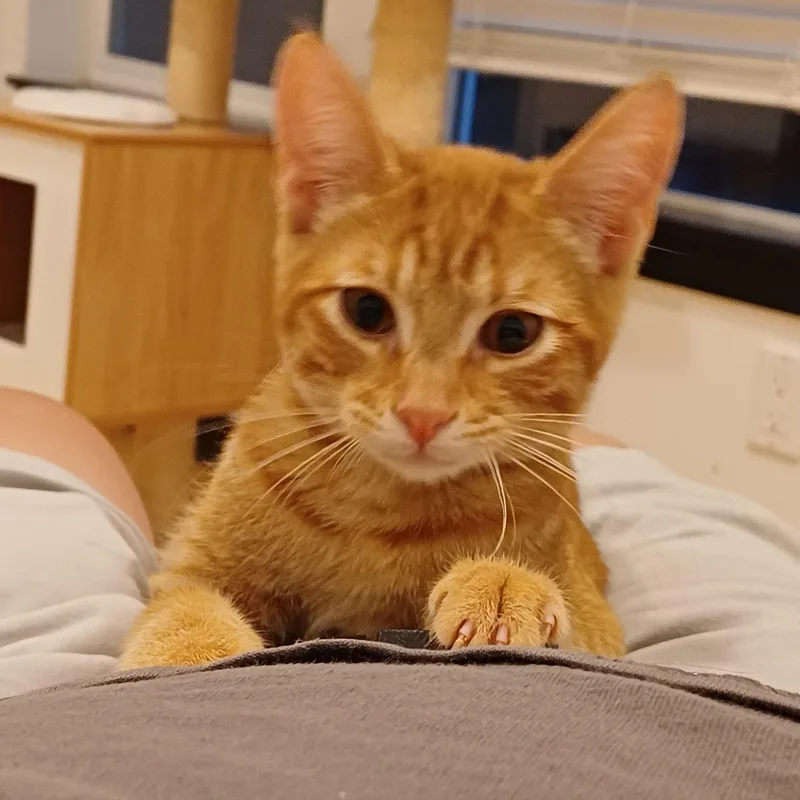 A baby medium-sized male Tabby (Orange / Red) Domestic Short Hair cat named Construction Cone aka Cone for adoption in Renton , WA