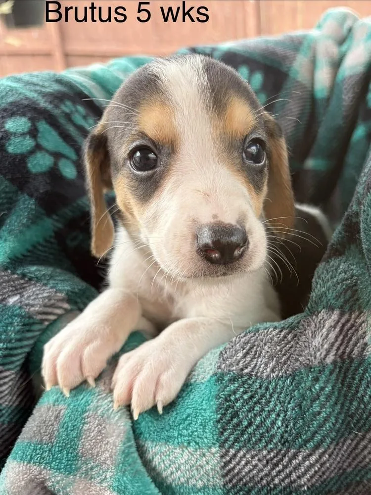Brutus