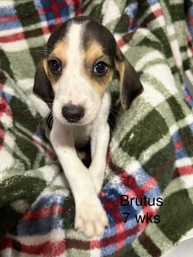Brutus thumbnail 3