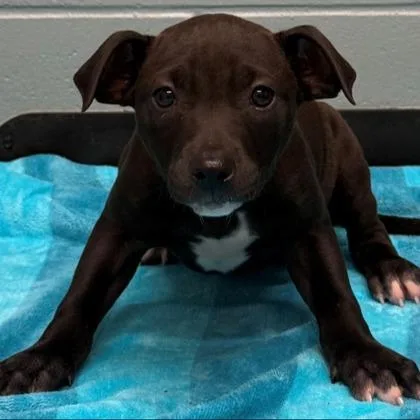 A young large-sized female Pit Bull Terrier dog named Ozark for adoption in Kansas City, MO