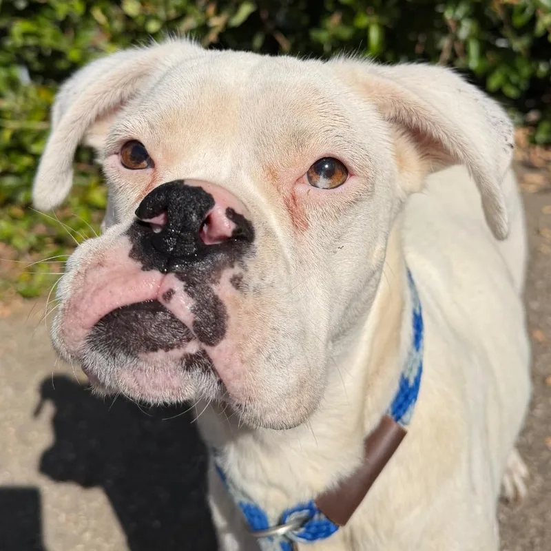 An adult medium-sized female White / Cream Boxer dog named Berry for adoption in Santa Barbara, CA