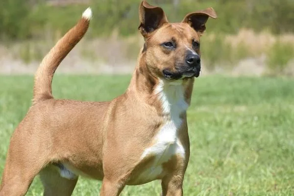 A young medium-sized male Shepherd dog named Colby for adoption in Cleveland, TN