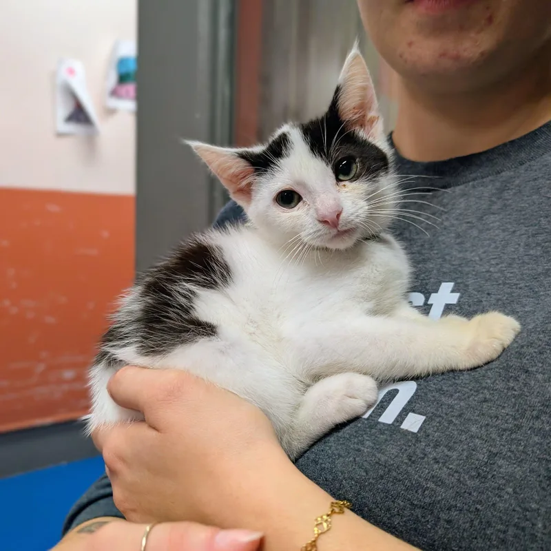 A baby medium-sized female Domestic Short Hair cat named Sonoma for adoption in Newburgh, IN