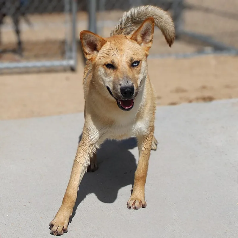 A young medium-sized male Yellow / Tan / Blond / Fawn Mixed Breed dog named Bowie for adoption in Las Cruces, NM