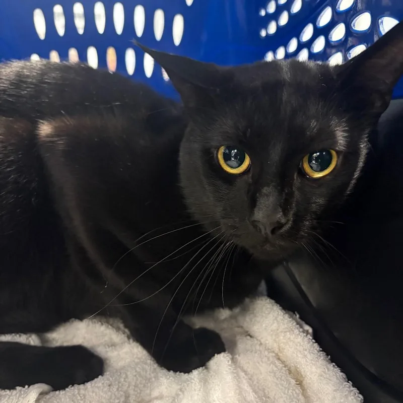 An adult medium-sized male Black Domestic Short Hair cat named Cakey for adoption in Milton, FL