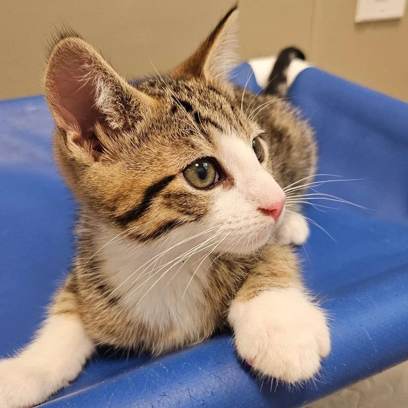 A baby small-sized male Brown / Chocolate Domestic Short Hair cat named Sparks for adoption in Sonoma, CA