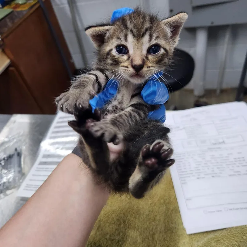 A baby small-sized male Brown / Chocolate Domestic Short Hair cat named Mitchell for adoption in Summerville, SC