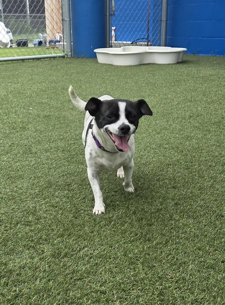 A young small-sized female Chihuahua dog named Violet for adoption in New Orleans, LA
