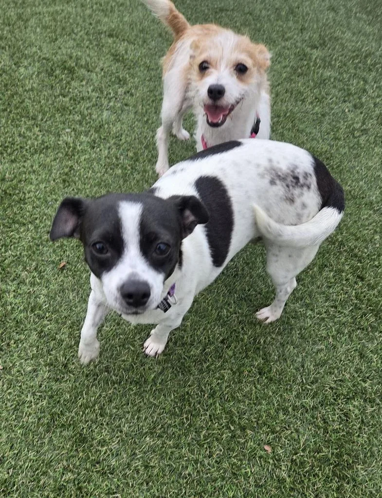 Violet thumbnail 3