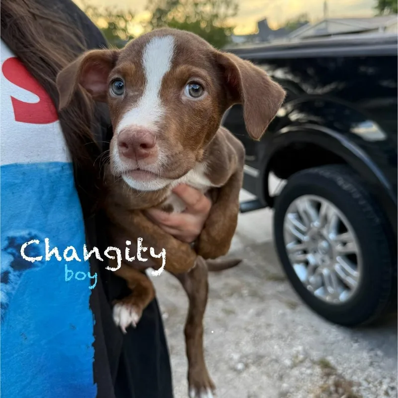Changity